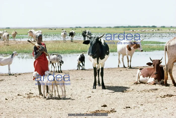 : Burkina Faso West Africa - sahel boy & cattle : Burkina Faso West Africa - sahel boy & cattle