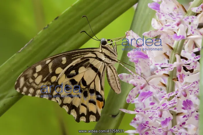 : Burma, Tachileik, Lime buterfly (Papilio : Burma, Tachileik, Lime buterfly (Papilio