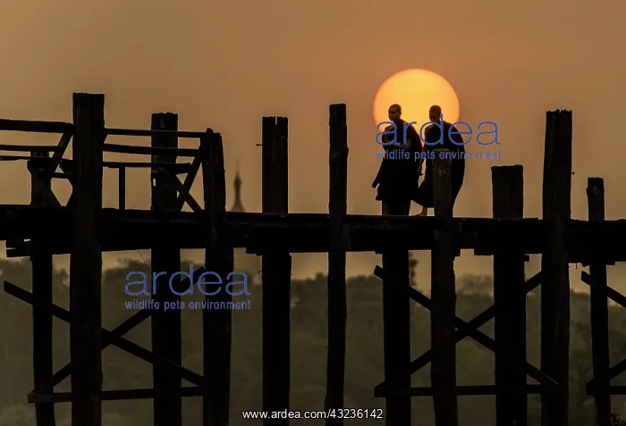 : Burmese Buddhist Monks crossing U Bein Bridge at dawn : Burmese Buddhist Monks crossing U Bein Bridge at dawn