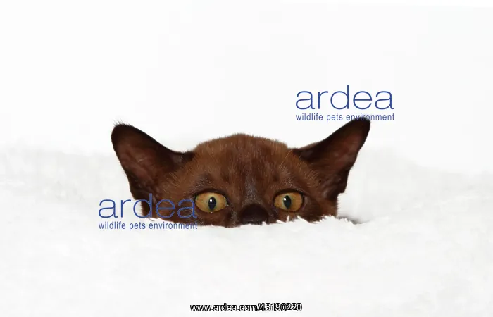 : Burmese cat, 10 weeks old, on a white cuddly cushion : Burmese cat, 10 weeks old, on a white cuddly cushion