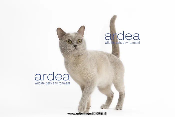  : Burmese Cat