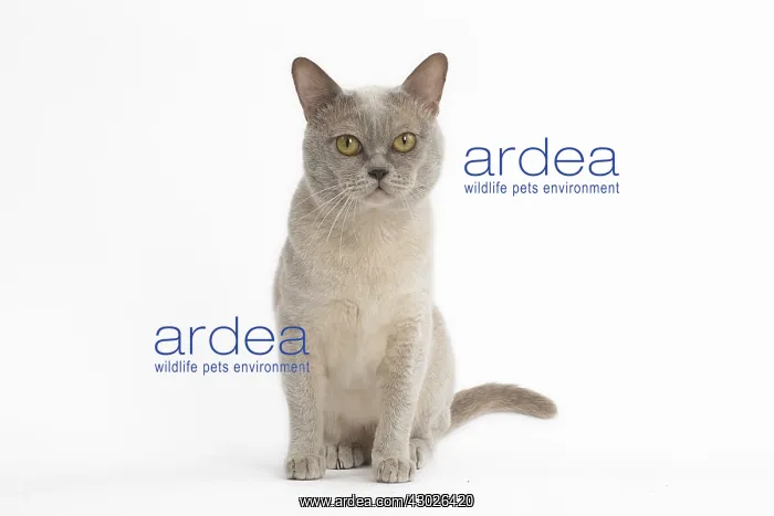  : Burmese Cat
