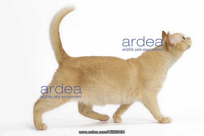  : Burmese Cat