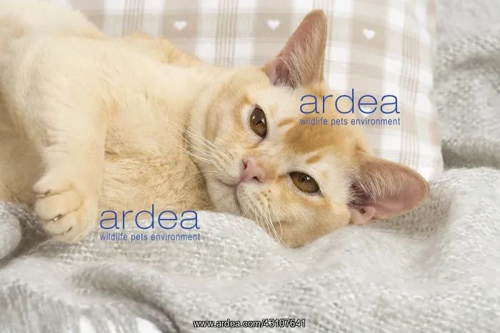  : Burmese Cat