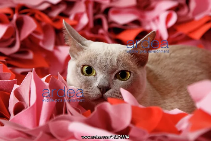 : Burmese cat : Burmese cat