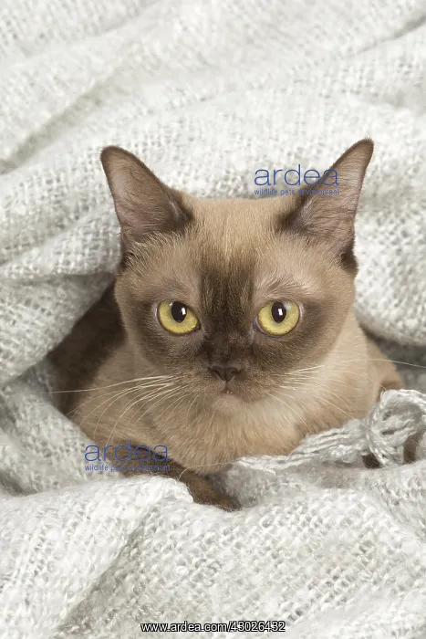  : Burmese Cat under a blanket
