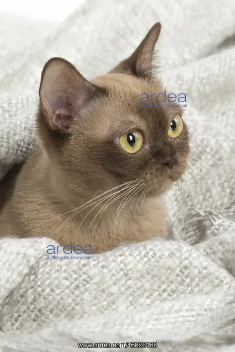  : Burmese Cat under a blanket