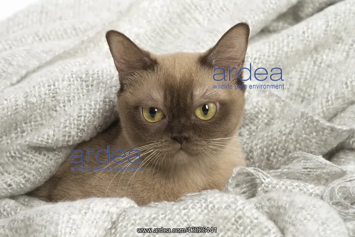  : Burmese Cat under a blanket