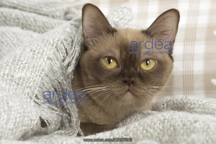  : Burmese Cat under a blanket