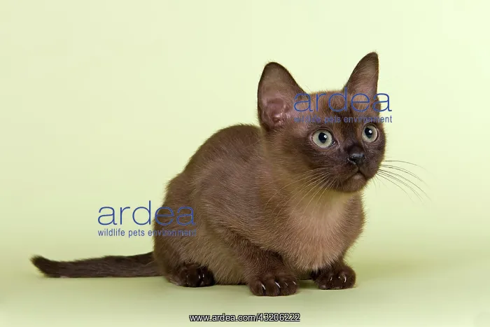 : Burmese, cat breed, kitten, tomcat, 13 weeks, brown : Burmese, cat breed, kitten, tomcat, 13 weeks, brown