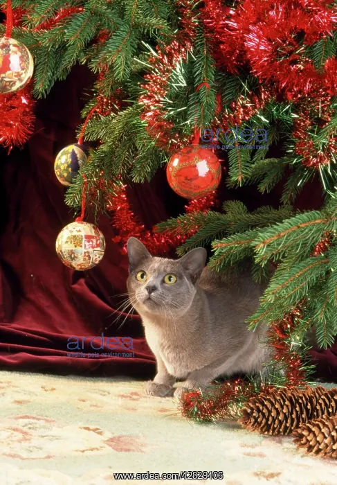 : Burmese Cat - under Christmas tree : Burmese Cat - under Christmas tree