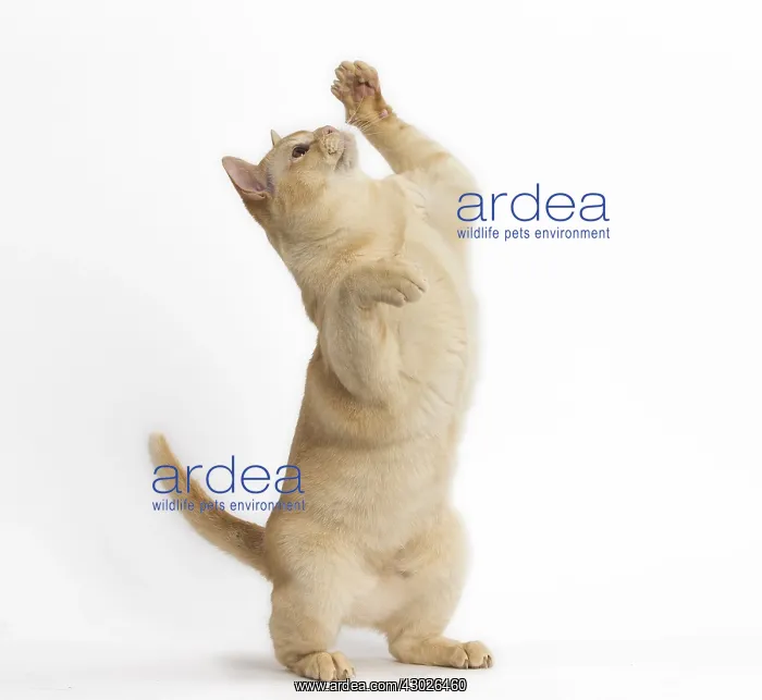  : Burmese Cat on hind legs