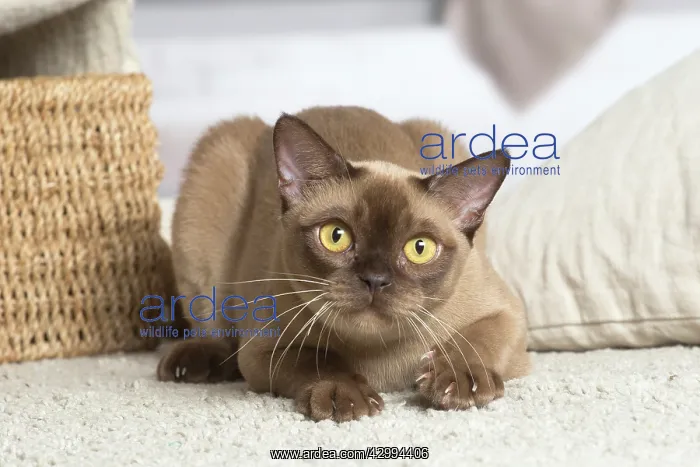 : Burmese cat indoors : Burmese cat indoors