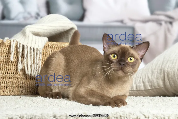 : Burmese cat indoors : Burmese cat indoors