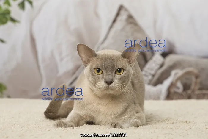  : Burmese cat indoors