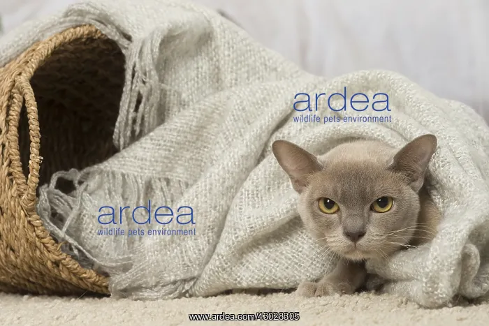  : Burmese cat indoors