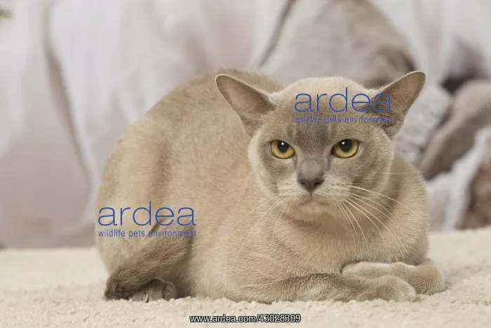  : Burmese cat indoors