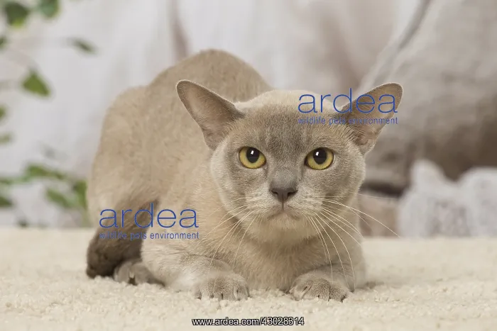  : Burmese cat indoors