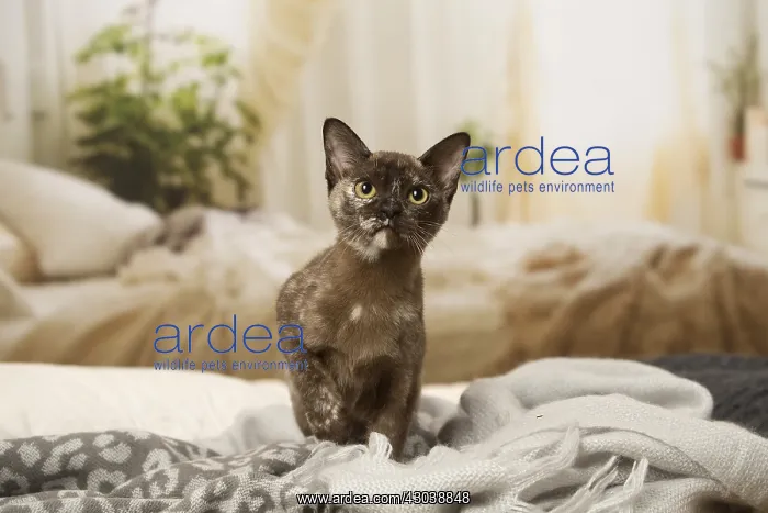  : Burmese Cat indoors