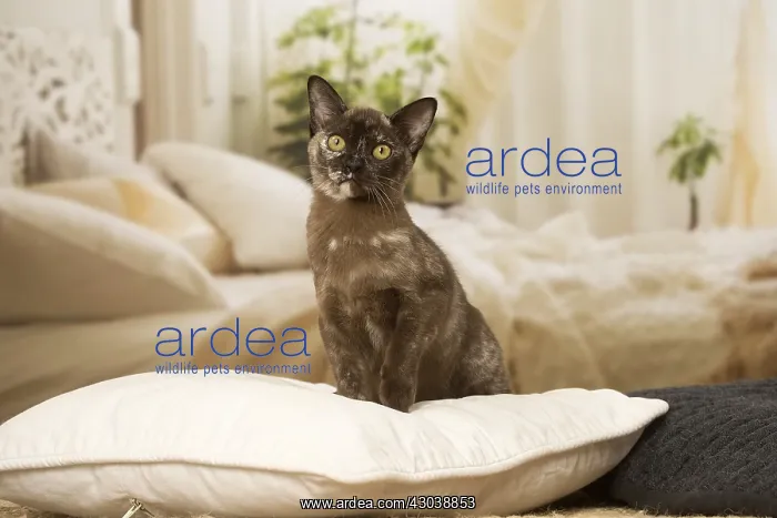  : Burmese Cat indoors