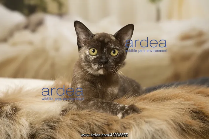  : Burmese Cat indoors