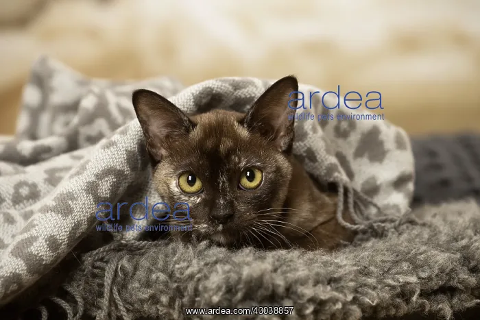  : Burmese Cat indoors