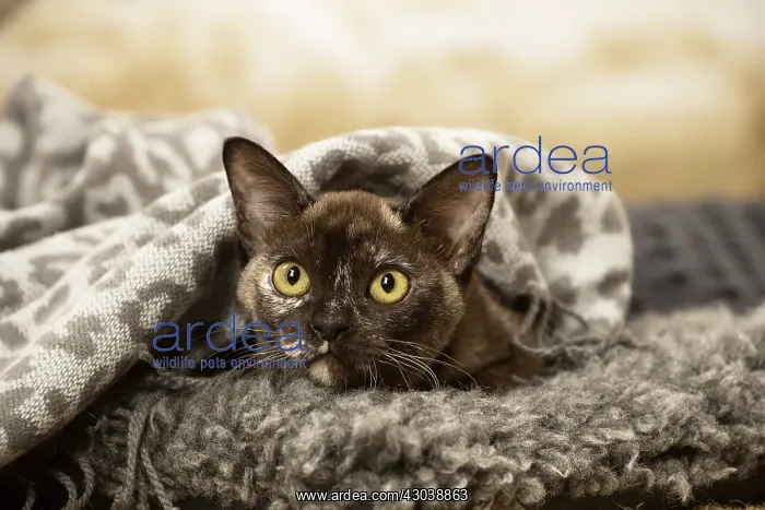  : Burmese Cat indoors