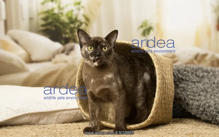  : Burmese Cat indoors