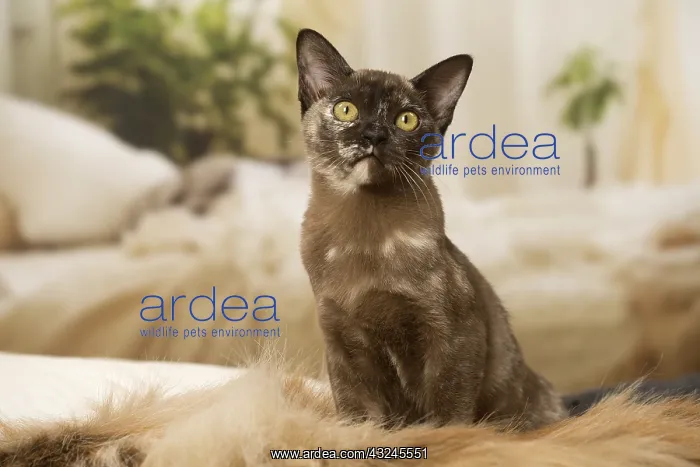  : Burmese Cat indoors