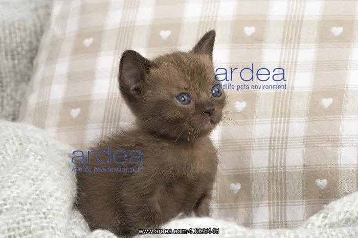  : Burmese Cat, kitten