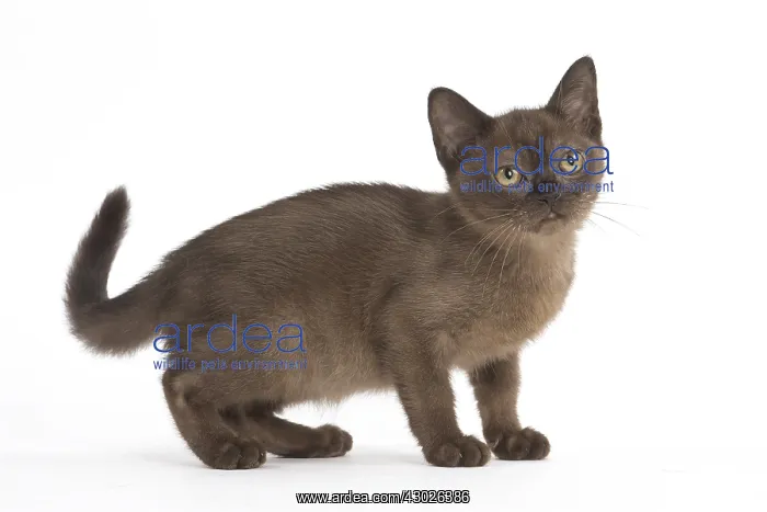  : Burmese Cat, kitten in the studio