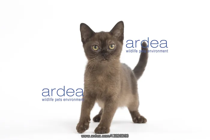  : Burmese Cat, kitten in the studio