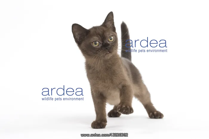  : Burmese Cat, kitten in the studio