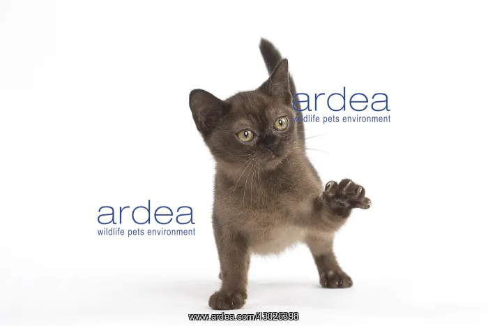  : Burmese Cat, kitten in the studio