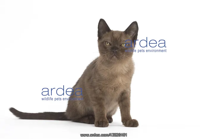  : Burmese Cat, kitten in the studio