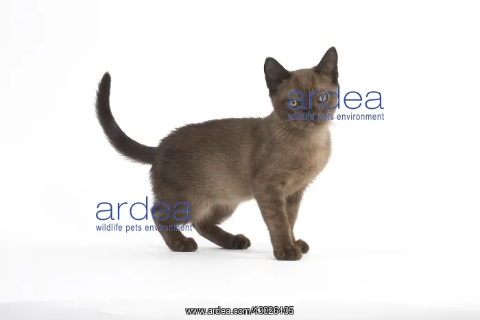  : Burmese Cat, kitten in the studio