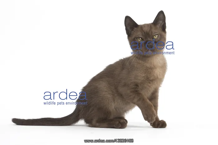  : Burmese Cat, kitten in the studio
