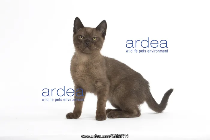  : Burmese Cat, kitten in the studio