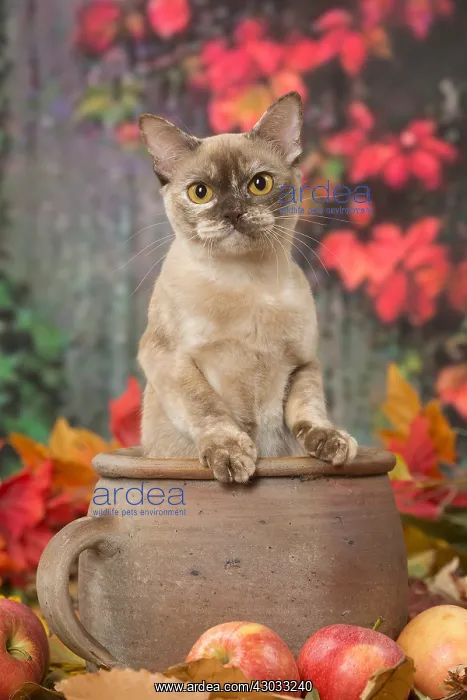  : Burmese cat outdoors in autumn