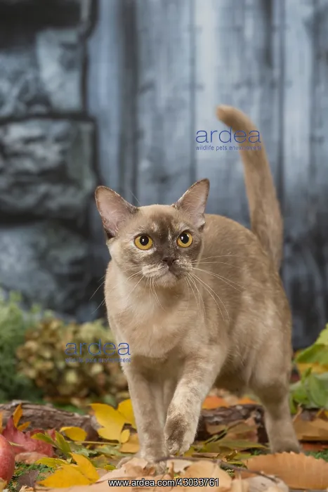  : Burmese cat outdoors in autumn