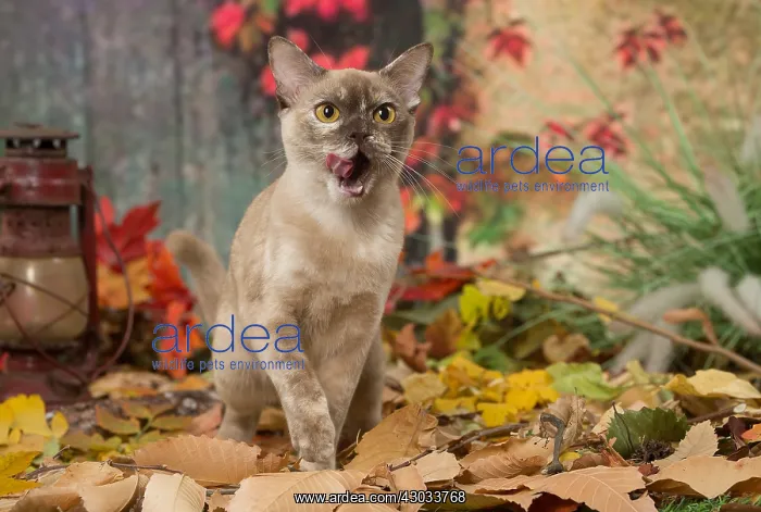  : Burmese cat outdoors in autumn