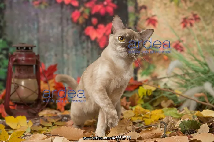  : Burmese cat outdoors in autumn