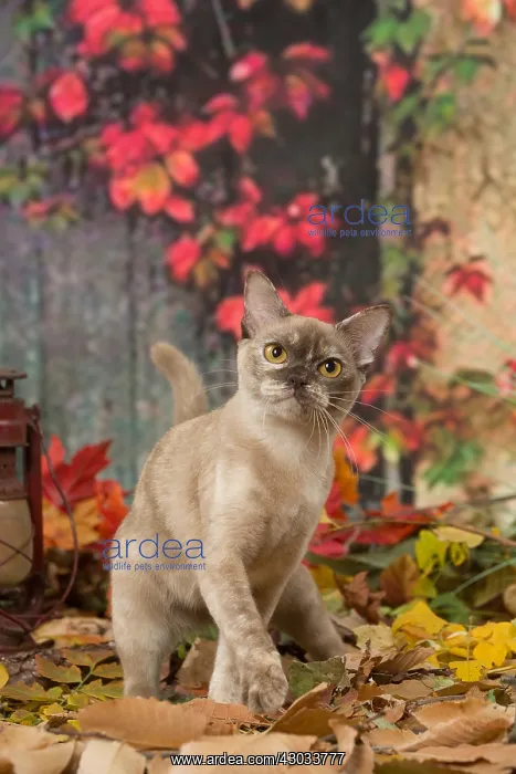  : Burmese cat outdoors in autumn