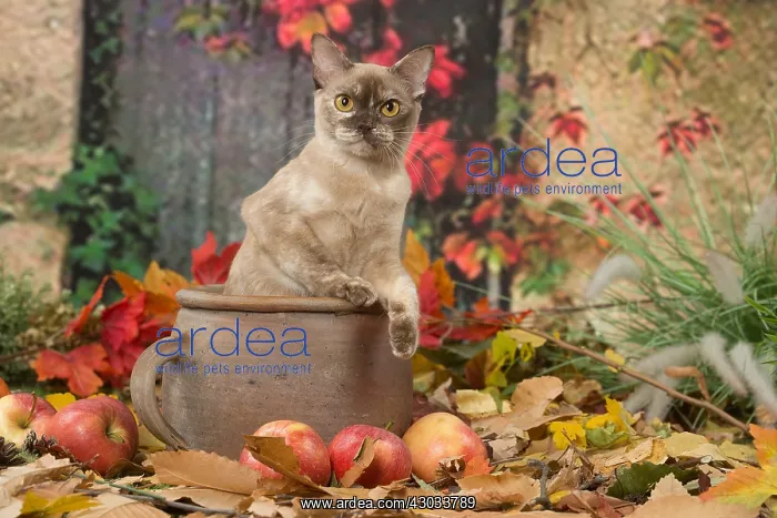  : Burmese cat outdoors in autumn
