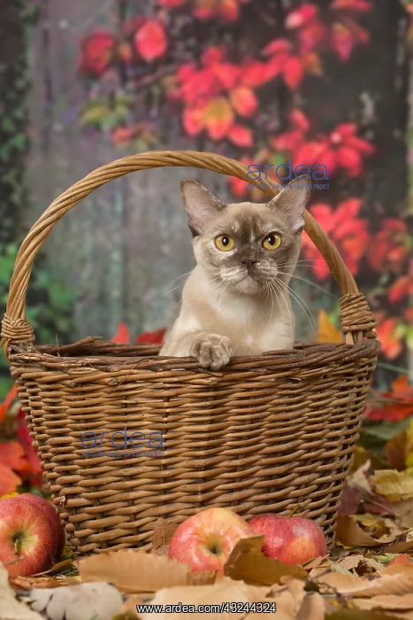  : Burmese cat outdoors in autumn