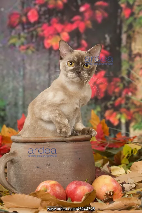  : Burmese cat outdoors in autumn