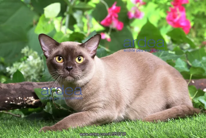 : Burmese cat outdoors in the garden : Burmese cat outdoors in the garden