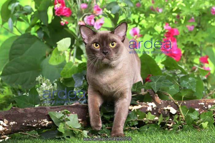 : Burmese cat outdoors in the garden : Burmese cat outdoors in the garden