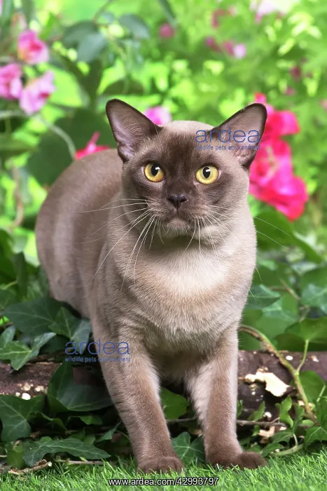 : Burmese cat outdoors in the garden : Burmese cat outdoors in the garden