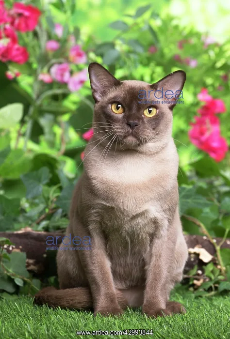 : Burmese cat outdoors in the garden : Burmese cat outdoors in the garden